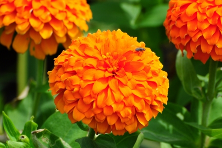 bug and marigold の写真素材