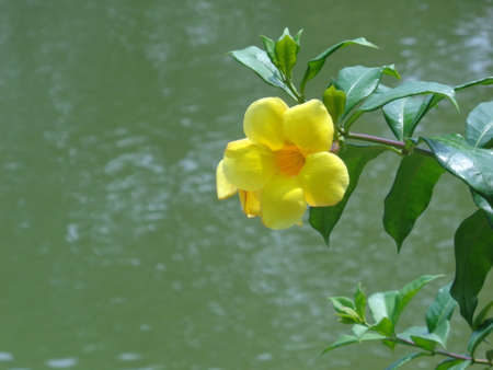 Beautiful Yellow flower with Lake background in Labagh Biological park