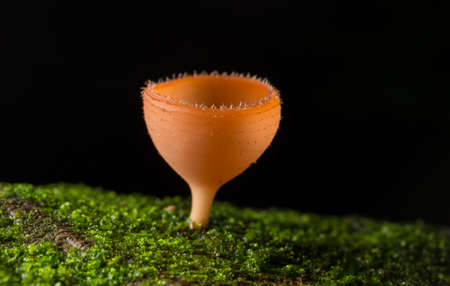 Orange mushroom or Champagne mushroom in rain forest river. Thailandの写真素材