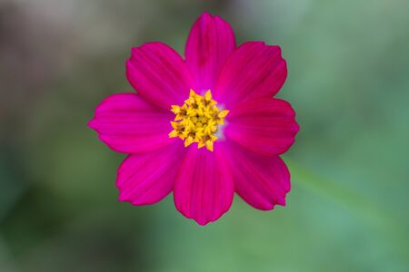 A beautiful flowers is a top view.
