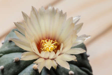 Astrophytum flowerの写真素材
