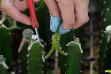 Cactus. Close up.の写真素材