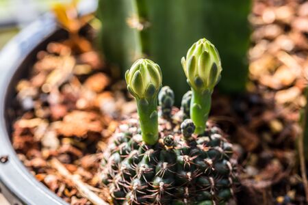Cactus. Close up.の写真素材