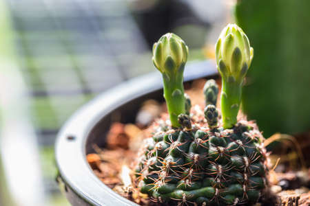 Cactus. Close up.の写真素材