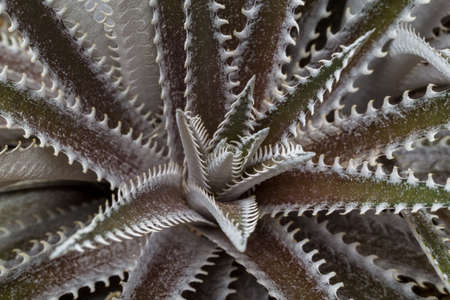 Cactus top view.の写真素材