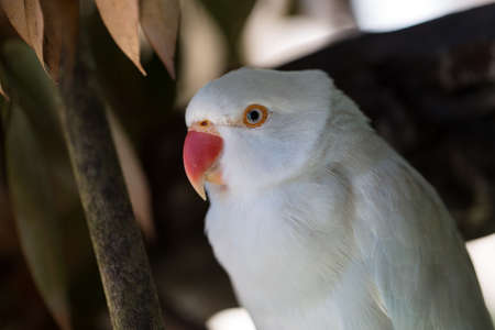 Close up, White Ring-necked Parrot.の写真素材