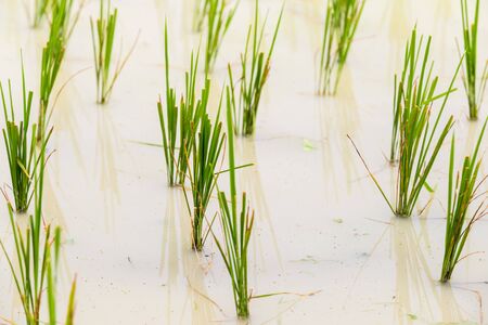 Rice seedlings in the Rice fields. Rice growing in the field. Clouse up.の写真素材