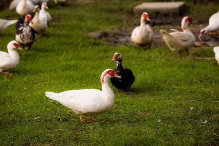 Muscovy ducks roaming on the grass in Organic Farm  in Thailand. Beautiful male Muscovy duck. Close up.の写真素材