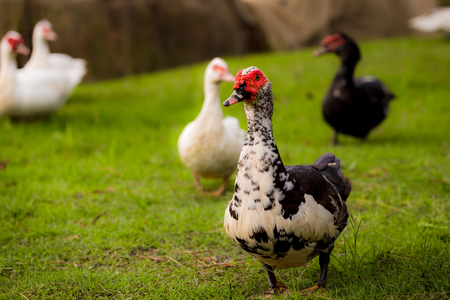 Muscovy ducks roaming on the grass in Organic Farm  in Thailand. Beautiful male Muscovy duck. Close up.の写真素材