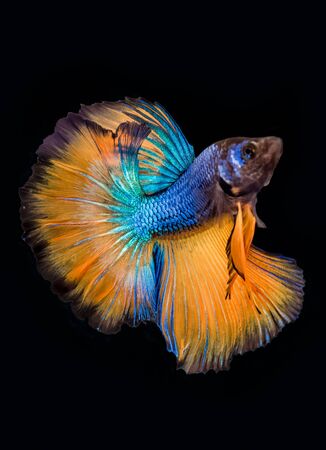 Betta fish (Siamese fighting fish),blue and yellow isolated on black. The colourful also known as...