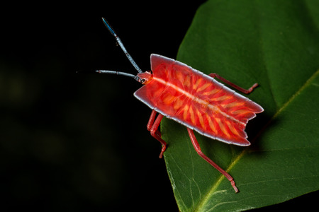 Longan stink bug on green leaf in tropical forests from phuket, thailand.(Tessaratoma papillosa)の写真素材
