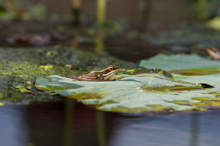 The frog is on the lotus leaf. Take pictures of the side of the frog's body.の写真素材