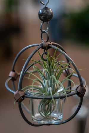 Tillandsia (Air Plant) Trees for home and garden decoration and places, Indoor garden ideas. Close up.の写真素材