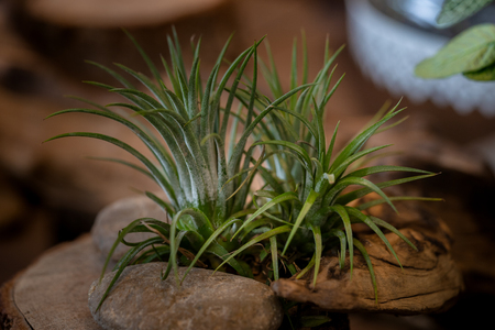 Tillandsia (Air Plant) Trees for home and garden decoration and places, Indoor garden ideas. Close up.の写真素材