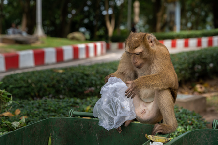 Monkeys are looking for food scraps from dirty trash to eat. Monkey eating food from dirty trash.の写真素材