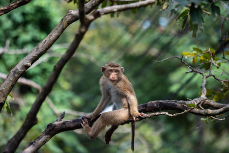 A cute Monkey on the tree ,Monkey Climbing Tree.の写真素材