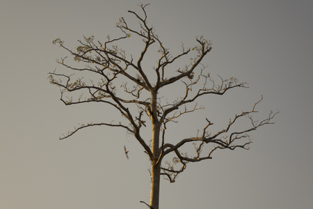 Big tree lonely under the sunset in forest.の写真素材