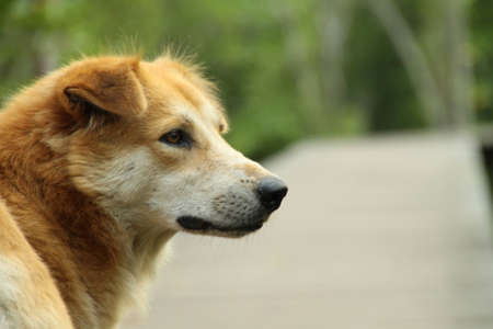 Street dogs, not owners.