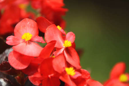 Small red flowerの写真素材