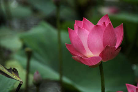 beautiful water lily flowersの写真素材