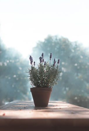 Soft light flower in a pot cool tintの写真素材