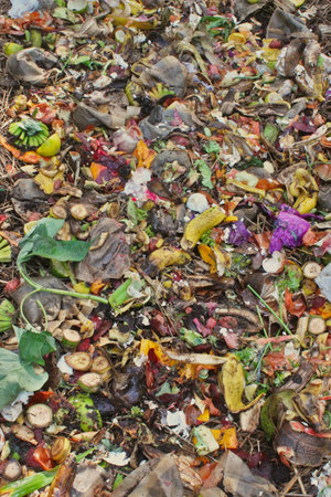 Organic waste, food waste, such as peels, stalks and leaves of fruits and vegetables, coffee grounds, paper, and the like, on composting windrows for the production of fertilizer.の写真素材