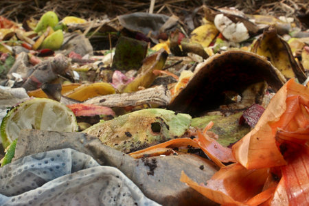 Organic waste, food waste, such as peels, stalks and leaves of fruits and vegetables, coffee grounds, paper, and the like, on composting windrows for the production of fertilizer.の写真素材