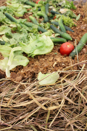 Organic waste, food waste, such as peels, stalks, leaves and leftovers, from fruits and vegetables, on the composting windrow of a compost bin for the production of fertilizer.の写真素材