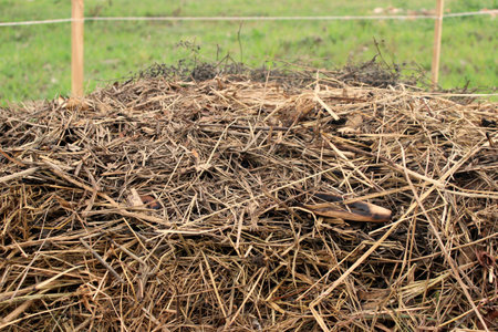 Close-up view of the layer of straw, or dry grass, from a compost windrow, used to cover decomposing organic material through the composting process.の写真素材