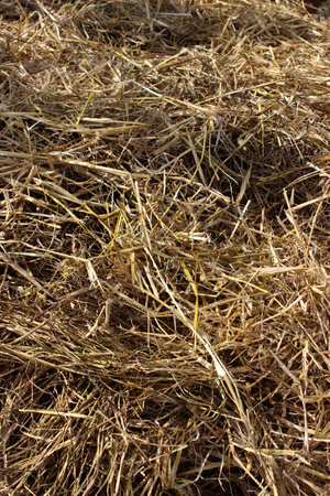 Hay, straw, or dry grass, used in gardening and agriculture for covering, protecting and nourishing the soil and composting, in livestock farming for animal feed.の写真素材