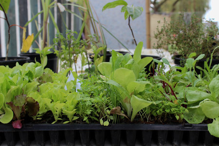 Side view of a black plastic seedbed with various vegetable seedlings, including lettuce, beetroot, scallions, parsley, cilantro, and spinach, for planting in an urban organic garden.の写真素材