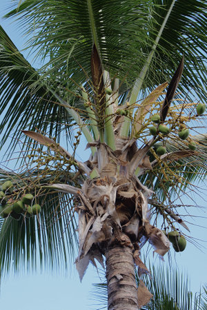 Treetop of coconut tree producing coconut and clear blue sky in the background on sunny day. In Vila Morro de SÃ£o Paulo, TinharÃ© Island, Cairu Archipelago, Bahia, Brazil.の写真素材