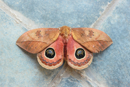 Peacock Eye Moth, Pseudautomeris luteata, nocturnal butterfly of the order Lepidoptera, superfamily Bombicoidea, family Saturniidae, subfamily Hemileucinae, top view, open wings.の写真素材