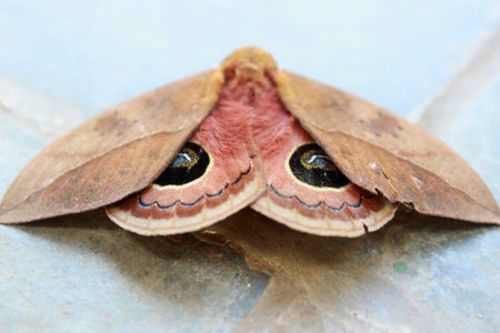 Peacock Eye Moth, Pseudautomeris luteata, nocturnal butterfly of the order Lepidoptera, superfamily Bombicoidea, family Saturniidae, subfamily Hemileucinae, with semi-open wings.の写真素材