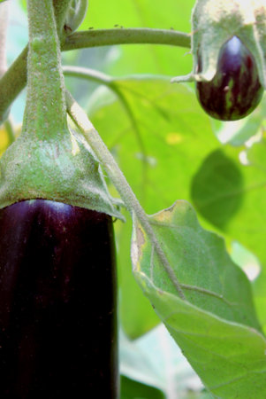 Close-up view of the fruits of an eggplant plant, Solanum melongena, a tropical plant, a vegetable grown in a vegetable garden under an organic and agroecological farming system.の写真素材