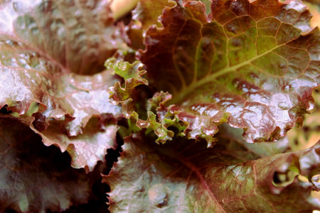 Close-up and perspective view of the leaves of a purple lettuce, Lactuca sativa, a vegetable plant grown in a garden under an organic and agroecological farming system.の写真素材
