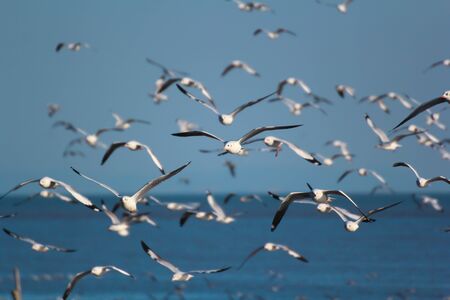 Migratory birds is flying over the sea in blue sky