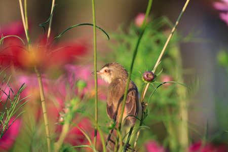a little brown bird is working on flowers in gardenの写真素材