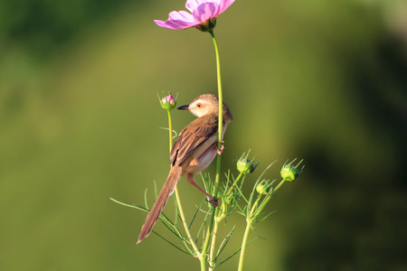 a little brown bird is working on flowers in gardenの写真素材