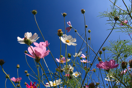 colorful flowers on dark blue sky in sunny daysの写真素材