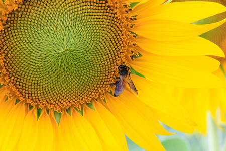 Bee is working for some sweet on sunflowerの写真素材