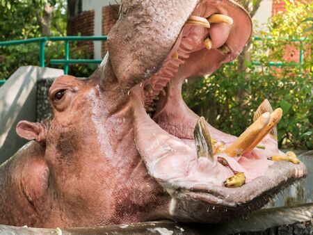 Hippos are open mouth eating fruits and vegetables.