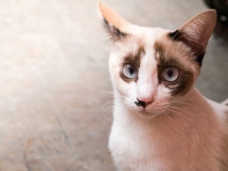 white cat, kitten.have a white fur at body and brown on face.looking for something.の写真素材