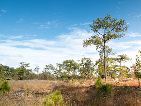 LandScape, Green Fresh Nature Background of Forest Mountains and Sky, Countryside of Thailand.の写真素材