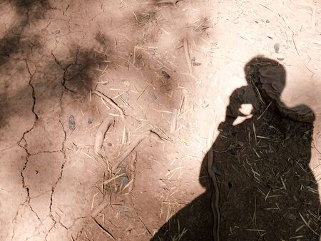 shadow of men on the earth ground, dry and crack and leafs is fall. nature abstract background.