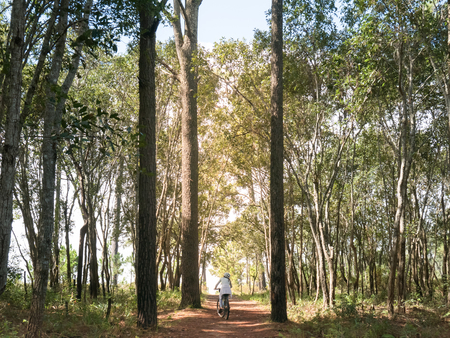 a girl are taking Bicycle In the midst of the freshness nature. in Pine forest and grass around.
Go straight ahead along the way.
Backgrounds of nature and people. at Phu Kradueng National Park, Loei Thailandの写真素材