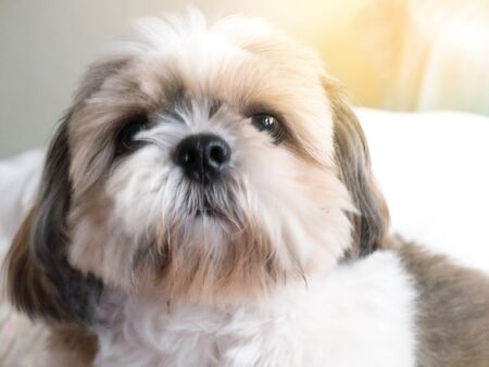 Shih Tzu
In the home
Be loved by the owner A real friend
Have a habit of cheerfulの写真素材
