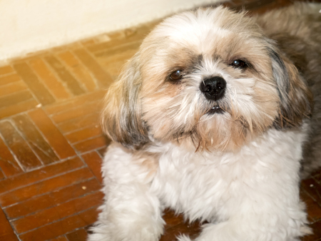 Shih Tzu Dog
Live in the house
Ragged state
Do not bathe or trim the hair.の写真素材