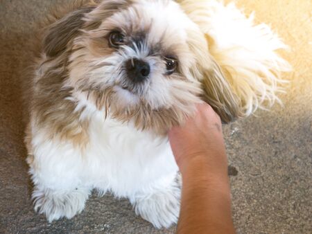 Shih Tzu
In the home
Be loved by the owner A real friend
Have a habit of cheerfulの写真素材