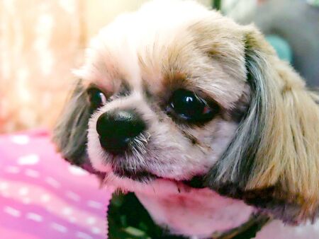 Shih Tzu
In the home
Be loved by the owner A real friend
Have a habit of cheerfulの写真素材